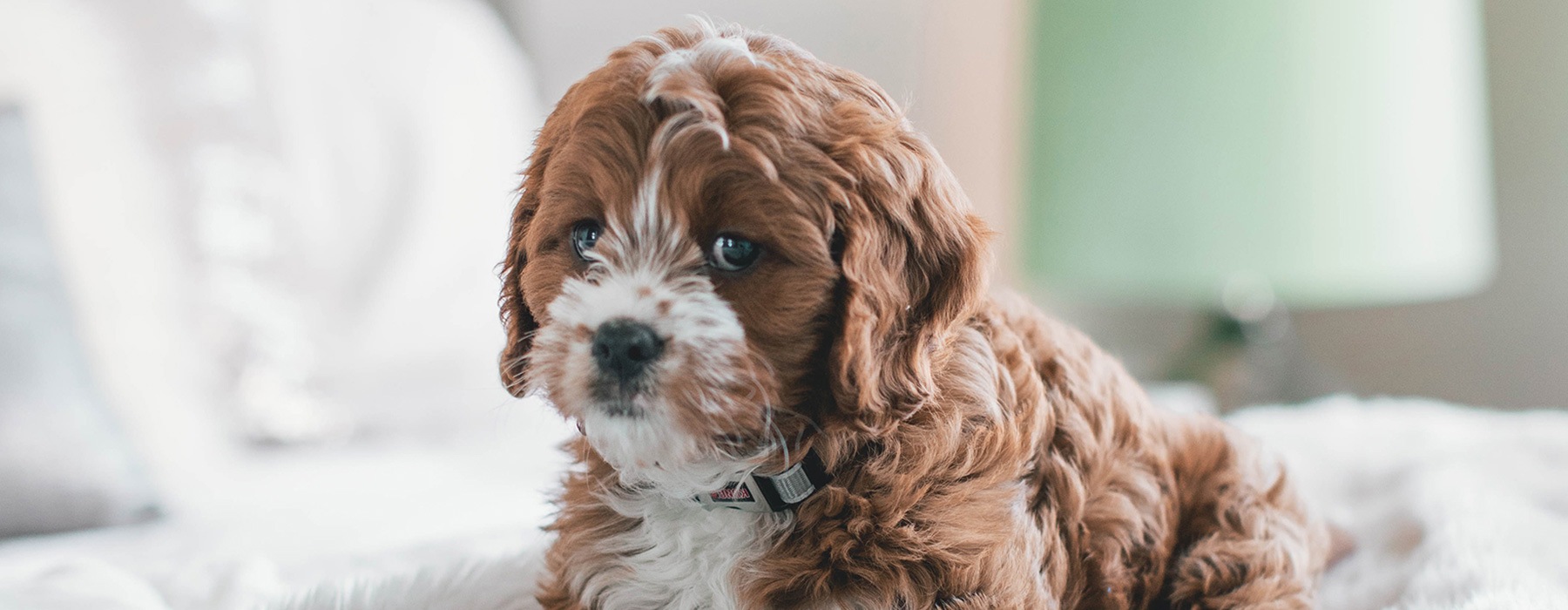lifestyle image of a puppy looking at the camera while sitting in a bright bedroom